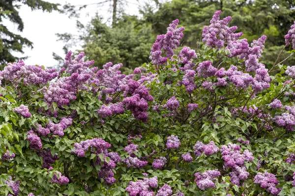 Bahar bahçesinde açan mor leylak çalıları