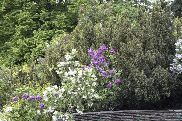 Mor ve beyaz leylak çiçekleri yemyeşil bahar bahçesinde