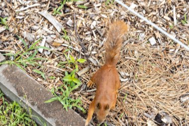 Kızıl sincap orman zemininde yiyecek arıyor.