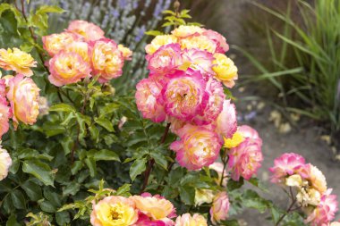 Parlak sarı ve pembe güller bir bahçede