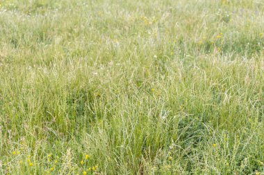 Yeşil çimenleri ve sarı kır çiçekleri olan yabani çayır.
