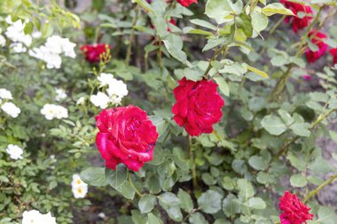 Bir yaz bahçesinde canlı kırmızı güllerin yakın çekimi