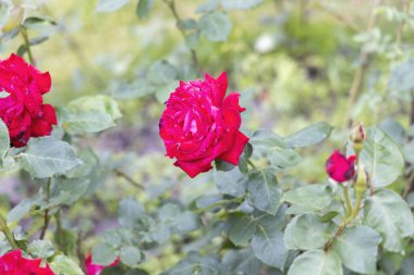 Bahçedeki yeşil yapraklı kırmızı gül.