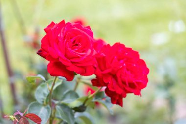 Arka planda bulanık bir bahçede kırmızı gülleri kapat