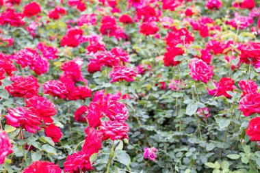 Açık havada açan canlı kırmızı güller.