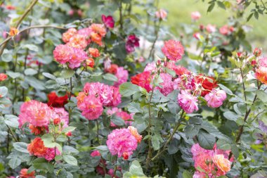 Canlı pembe ve turuncu güller bir bahçede