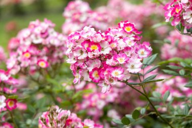 Baharda açık havada açan pembe yaban gülleri.