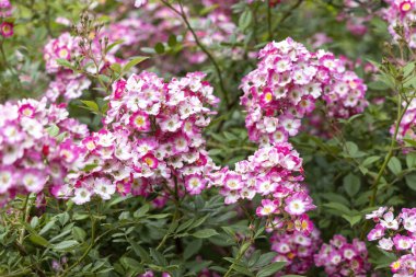 Yaz bahçesinde canlı pembe güller.