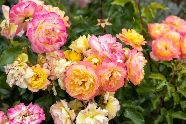 Bahçede renkli çiçek açan güller.