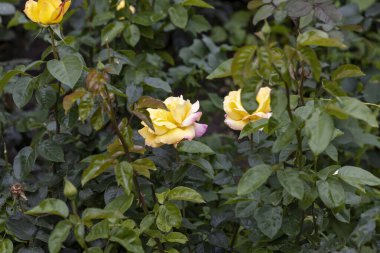 Çiçek açan sarı güller yemyeşil bahçede