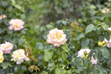 Bahçede yeşil yapraklarla açan sarı ve pembe gül.