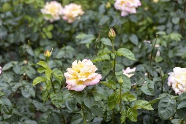 Sarı pembe gül gün boyunca bahçede çiçek açıyor.