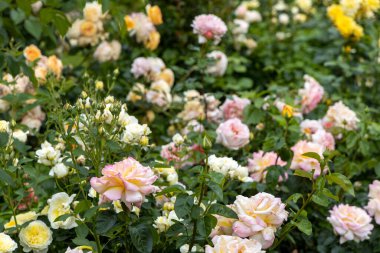 Yazın çiçek açan pastel güller bahçesi