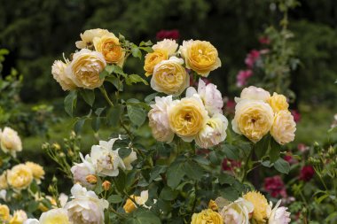 Bahçede açan sarı ve kremalı güller.