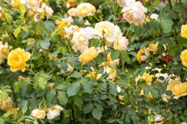 Baharda bahçede açan sarı ve beyaz güller