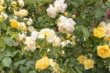 Bahçede açan sarı ve krema gülleri