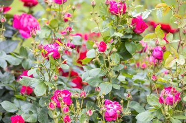 Bahçede açan canlı pembe güller.