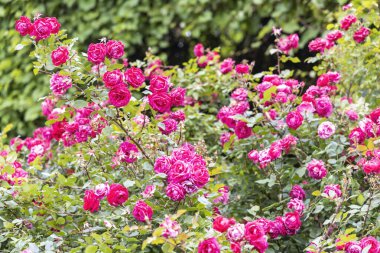 Bahçedeki yemyeşil pembe gül çalıları