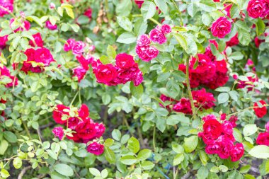 Yaz günü bahçede açan parlak kırmızı güller.