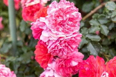 Bahçede canlı pembe güller, yakın plan.