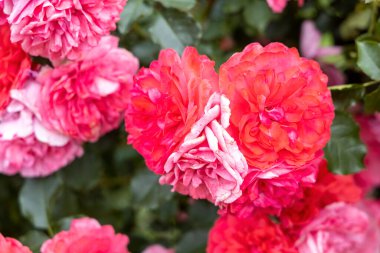 Bahçedeki canlı pembe ve kırmızı güllere yaklaş
