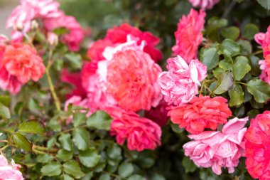 Bahçedeki canlı pembe ve kırmızı güllere yaklaş
