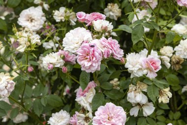 Bahçede pembe ve beyaz güller