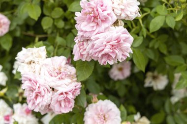 Bahçede açan pembe güller.