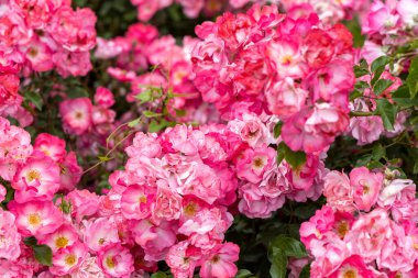 Bahçede canlı pembe açan güllere yakın.