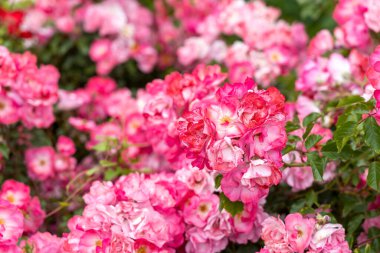 Bahçedeki çiçek açan pembe güllere yaklaş