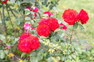 Yaz bahçesinde açan canlı kırmızı güller.