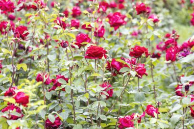 Baharda bahçede açan kırmızı güller