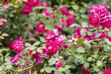 Bahçede yeşil yapraklı canlı pembe güller