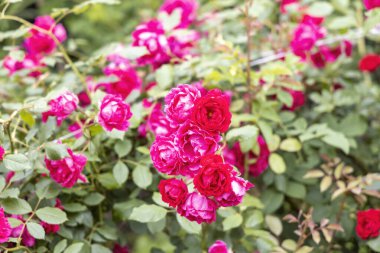Bahçede açan canlı pembe ve kırmızı güller.
