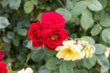 Yeşil çalılarda açan kırmızı ve sarı güller