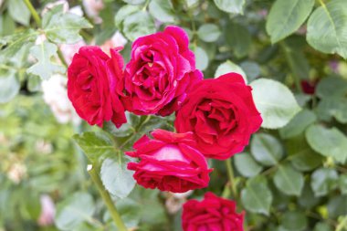 Bahçede açan parlak kırmızı güller