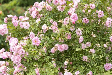 Yaz bahçesinde açan pembe gül çalısı