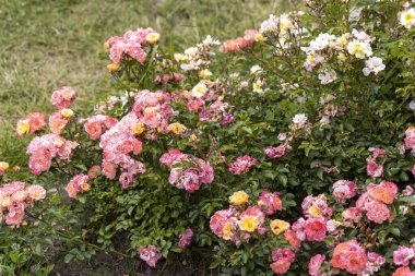 Bahçede çiçek açan renkli güller.