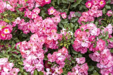 Bahçede yeşil yapraklı bol bol açan pembe güller.