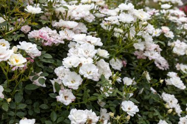 Bahçede açan beyaz güller.