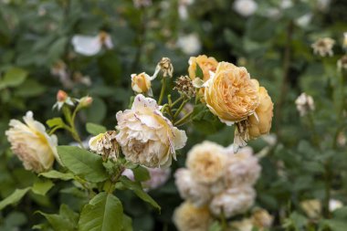 Sarı ve Krem Güller Bahçede Çiçek açıyor Yakın plan