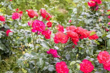 Yaz boyunca bir bahçede açan canlı kırmızı güller.