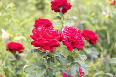 Yaz bahçesinde canlı kırmızı güllerin yakın çekimi