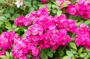 Bahçede açan parlak pembe güller.