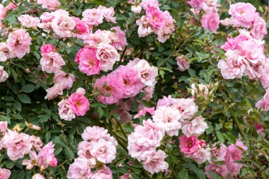 Bahçede açan pembe gül çalısı