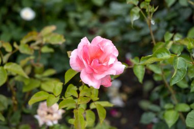 Bahçede açan tek pembe gül.