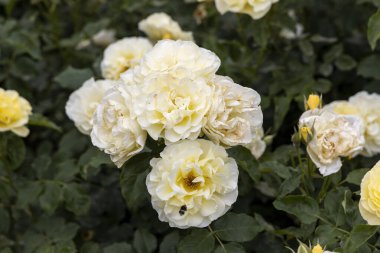 Bahçede yeşil yapraklı beyaz güller