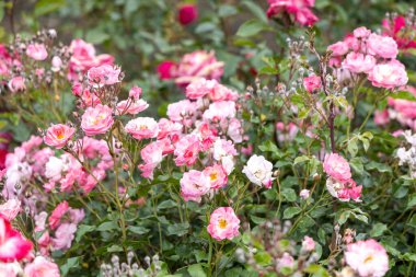 Yaz bahçesinde açan pembe güller