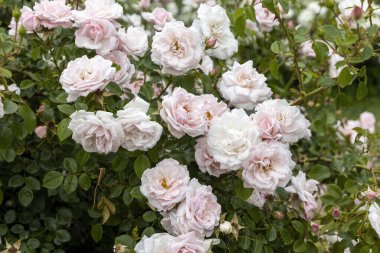 Bahçede gündüz yakalanan soluk pembe güller.