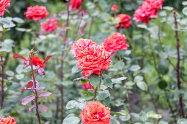 Bahçede yeşil arka planda açan canlı kırmızı güller.